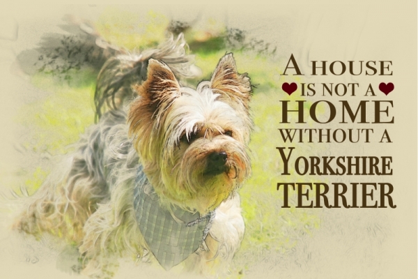Metallschild Yorkshire Terrier